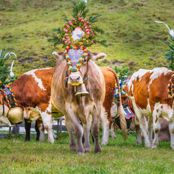 Ornate Cow parade called Almabtrieb in Zillertal, Austrian alps, annual event in the Alpine region of Austria